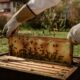 apiculteur avec une ruche